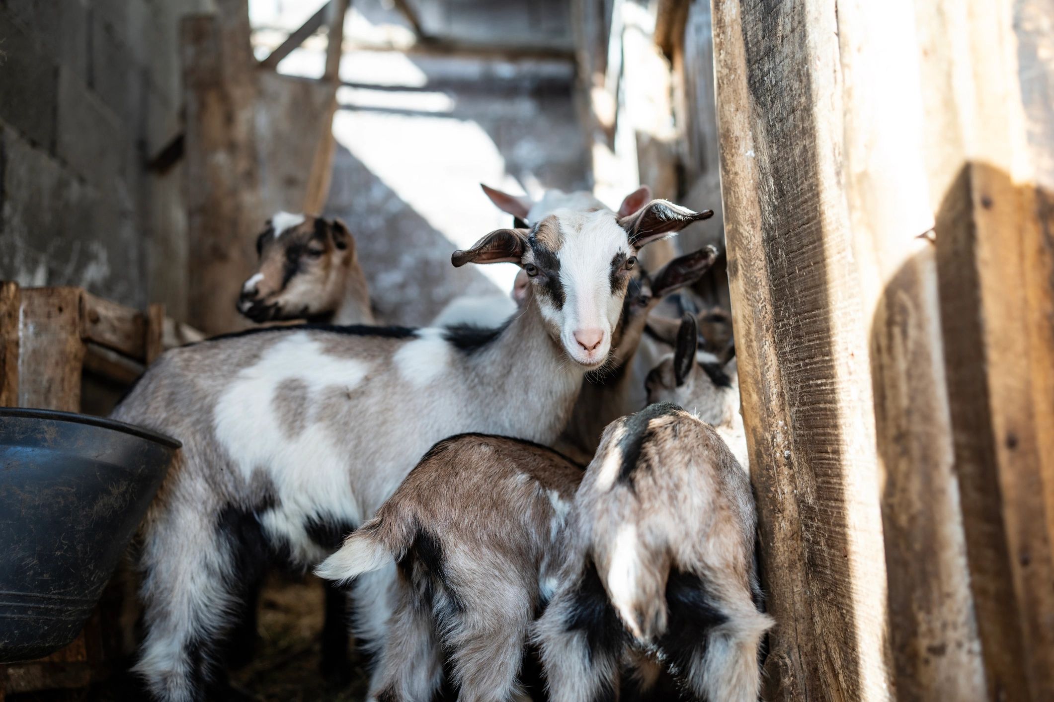 Young goats in a rustic barn at the homestead