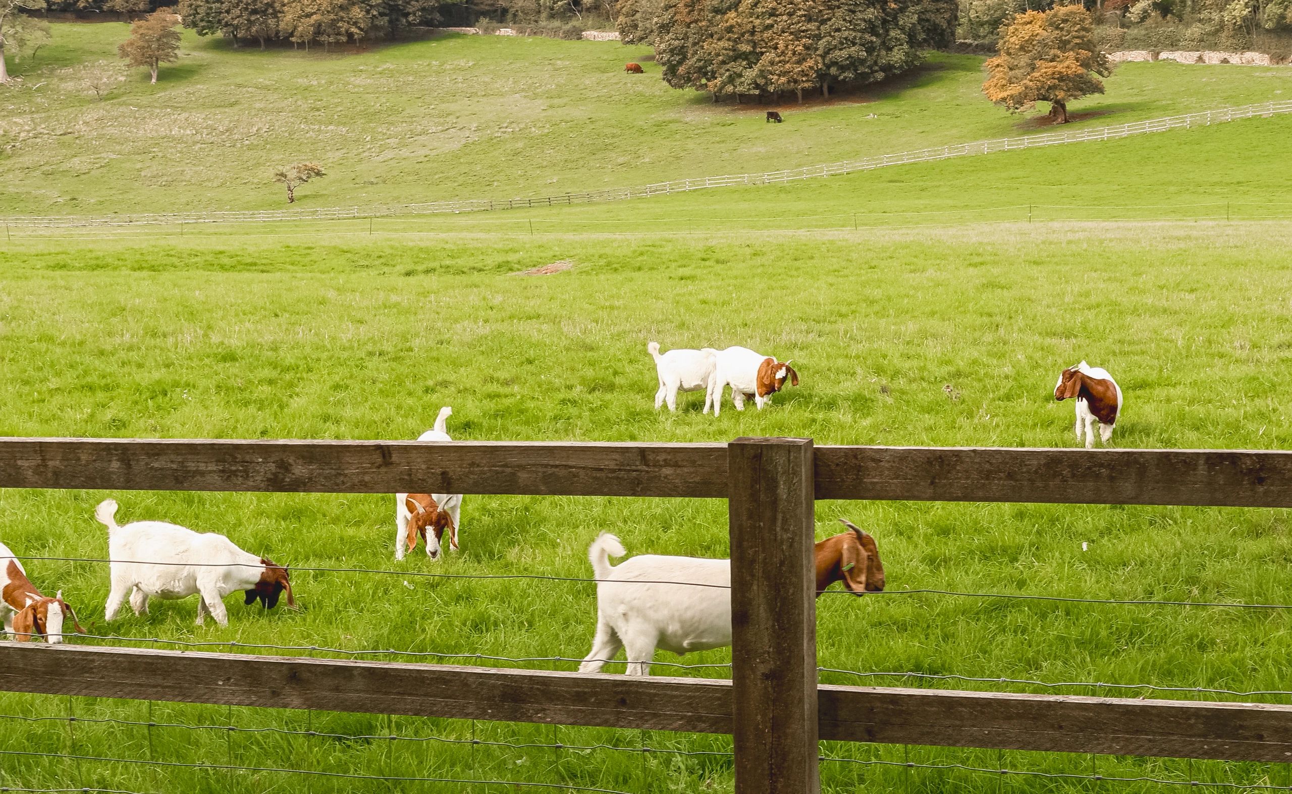 Goats grazing on green pasture at a family farm