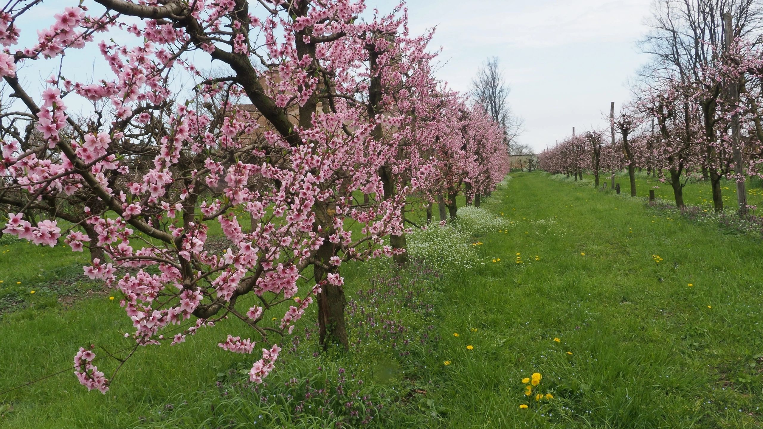 Blossoming orchard rows on a family homestead