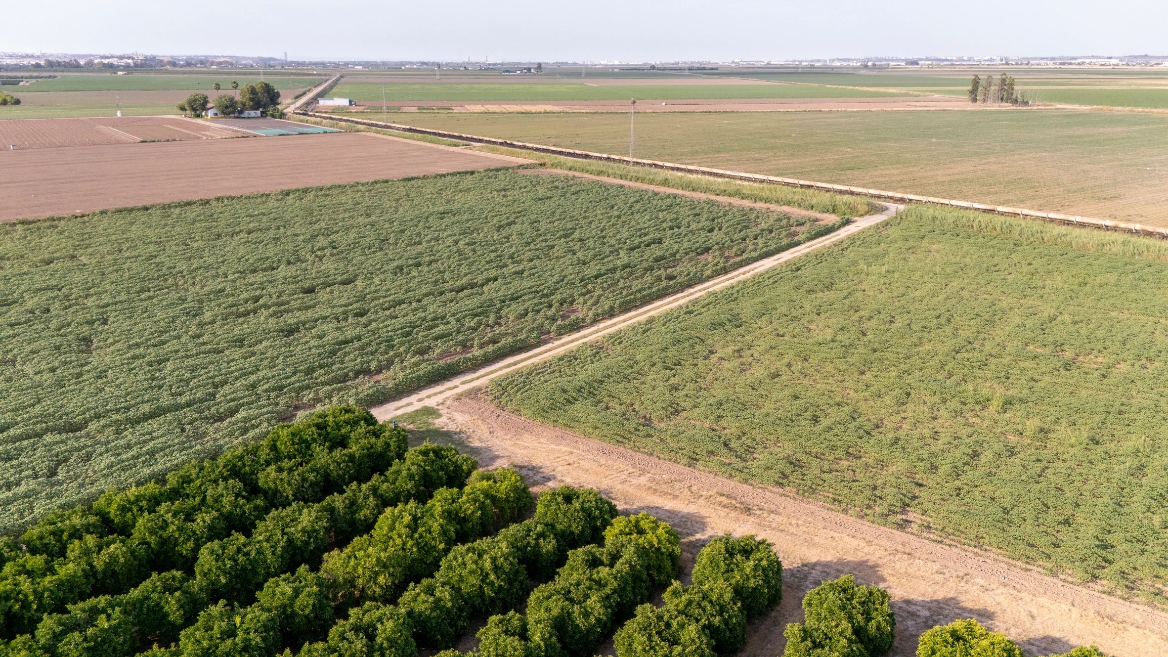 Aerial view of cultivated homestead fields and orchard land